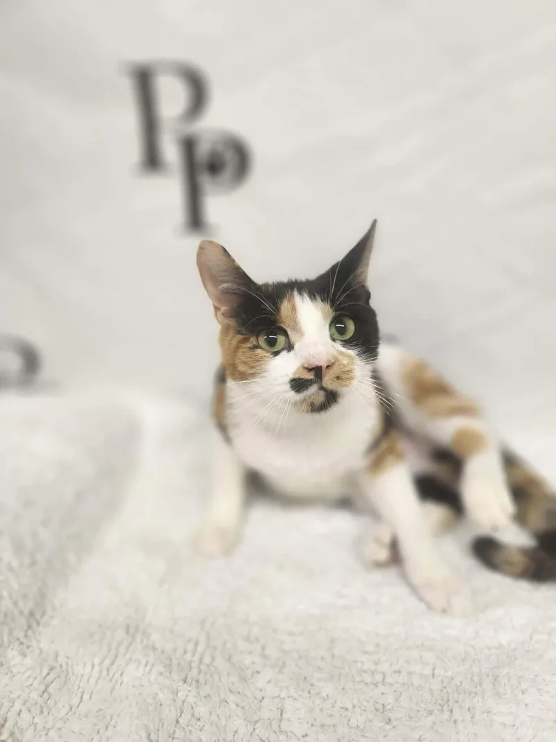 An adult medium-sized female Domestic Short Hair cat named Penelope for adoption in Social Circle, GA