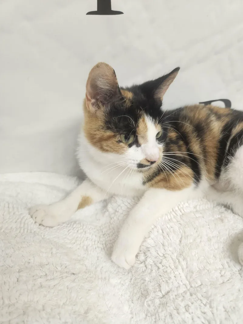 Penelope thumbnail 2