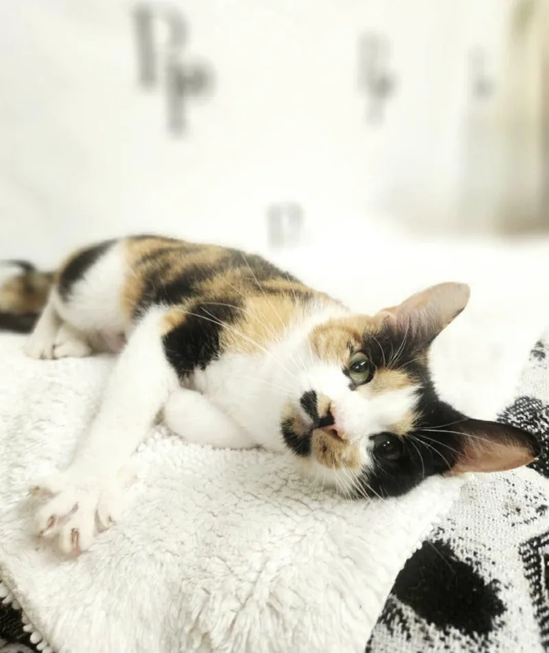 Penelope thumbnail 3