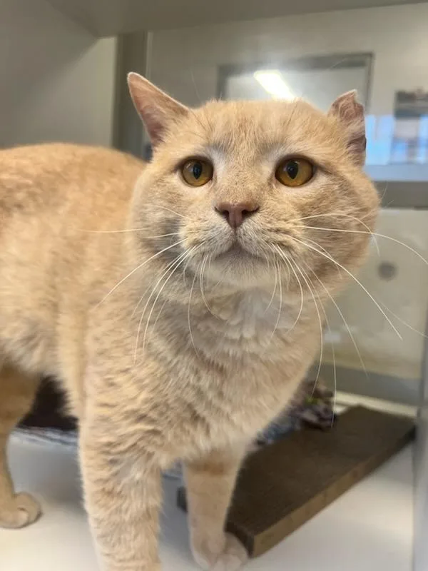 An adult medium-sized male Buff & White Domestic Short Hair cat named Buster for adoption in Manassas, VA