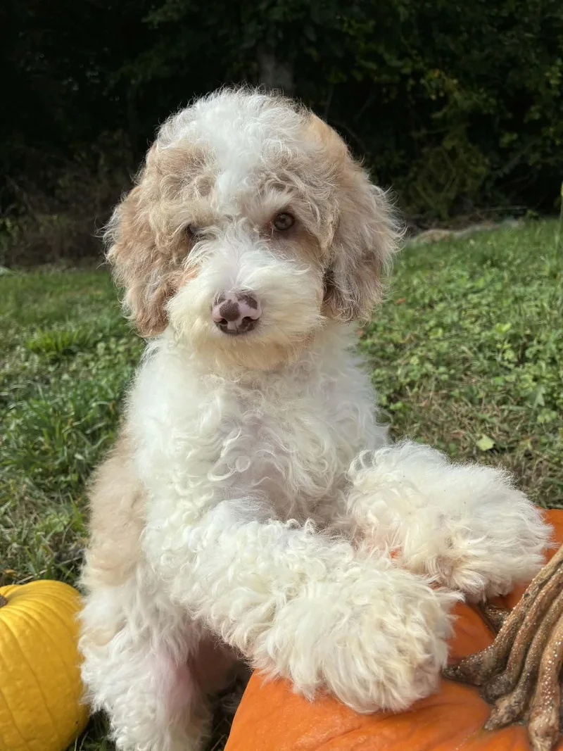 A baby small-sized male Miniature Poodle dog named Mateo for adoption in Havertown, PA