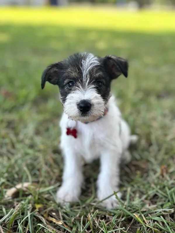 A baby small-sized female Jack Russell Terrier dog named Chips for adoption in Aiken, SC