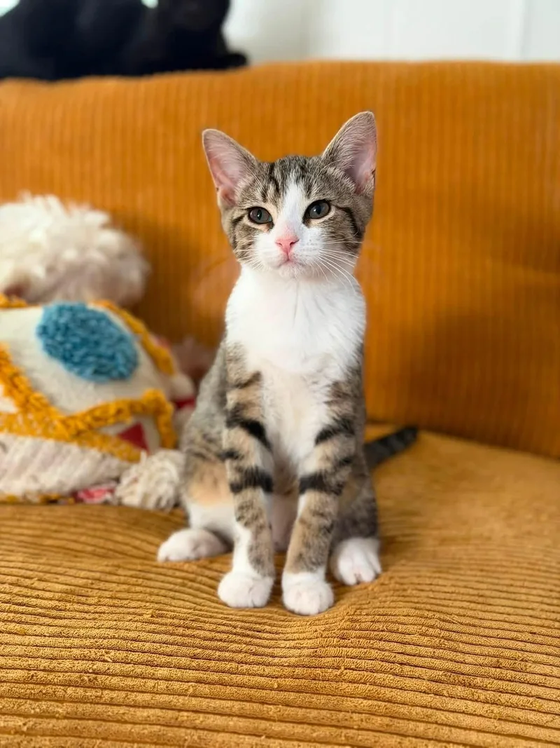 A baby medium-sized male Domestic Short Hair cat named Cobbler Bonded wCornbread for adoption in Kenhorst, PA