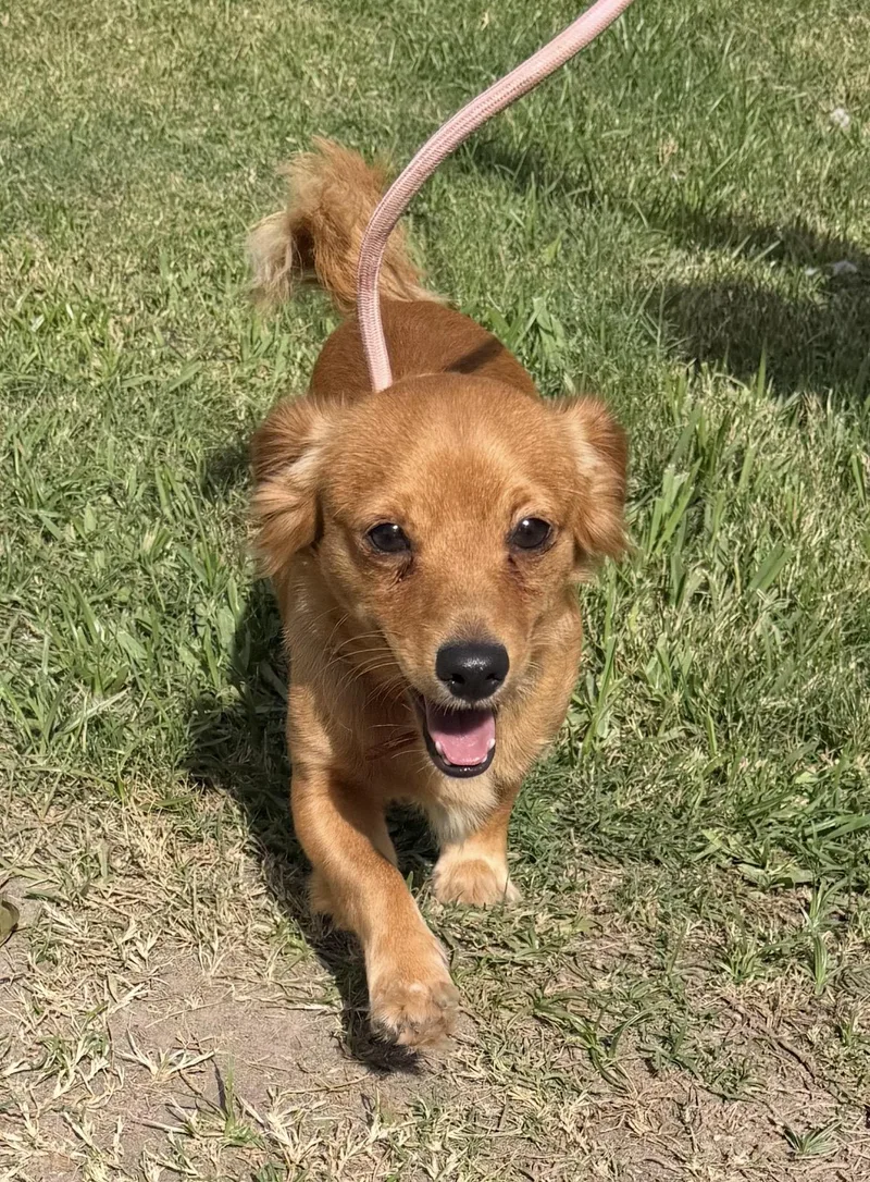 An adult small-sized male Chihuahua dog named Grim for adoption in Louise, TX