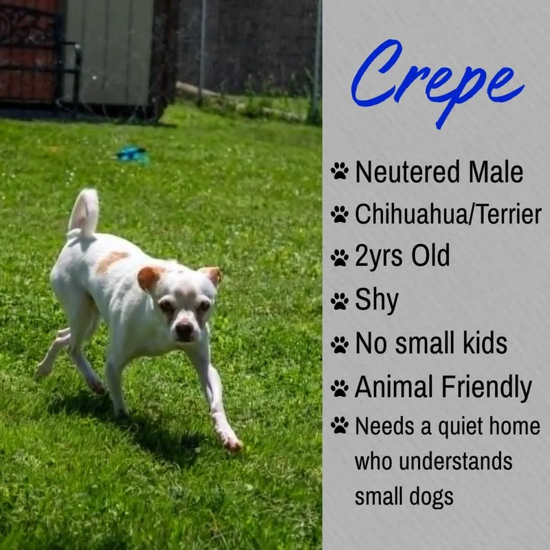 An adult small-sized male White / Cream Chihuahua dog named Crepe for adoption in Junction City, KS