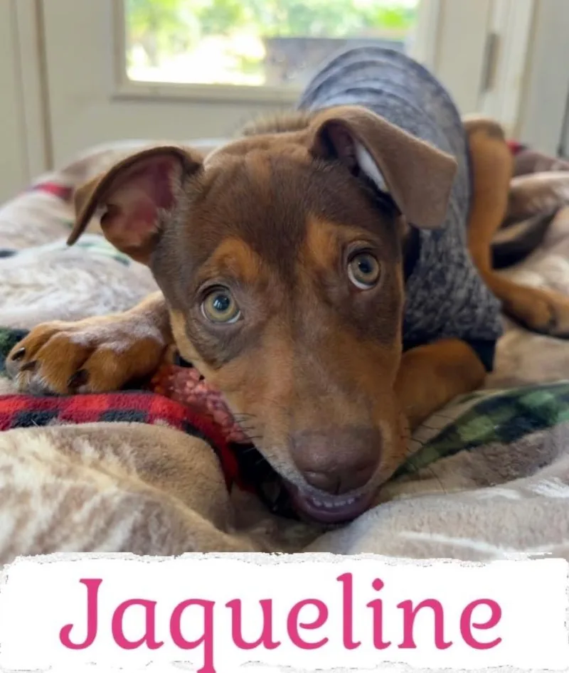 Jacqueline thumbnail 2