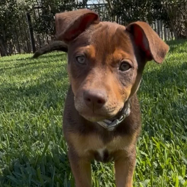 A young medium-sized female Black Miniature Pinscher dog named Jacqueline for adoption in Alvin, TX