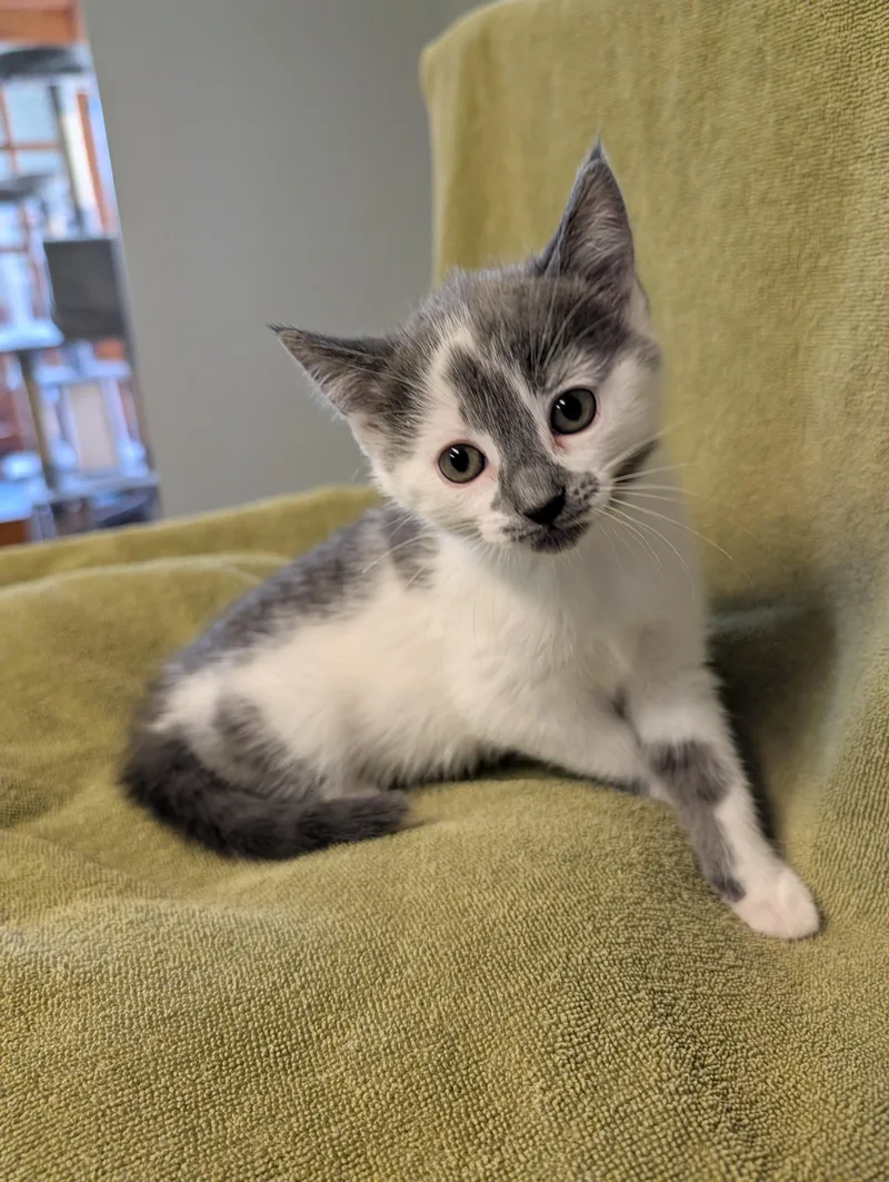 A baby small-sized female Gray & White Domestic Short Hair cat named Pixie for adoption in Brockport, NY