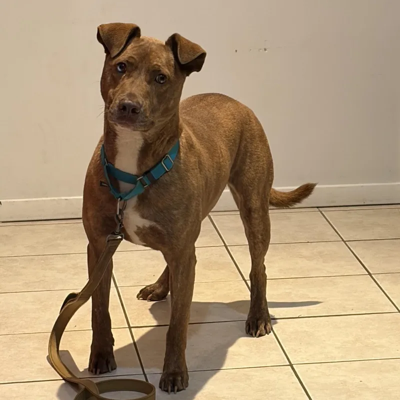An adult medium-sized male Brown / Chocolate Labrador Retriever dog named Chandler for adoption in Southold, NY
