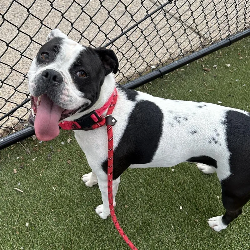 Panda Girl thumbnail 2