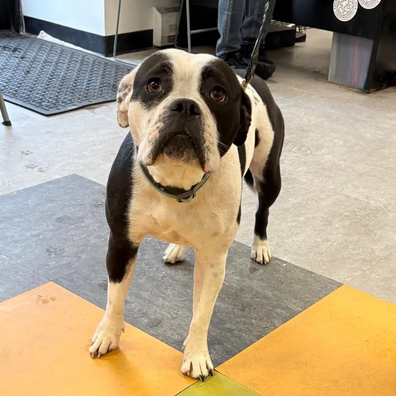 Panda Girl thumbnail 3