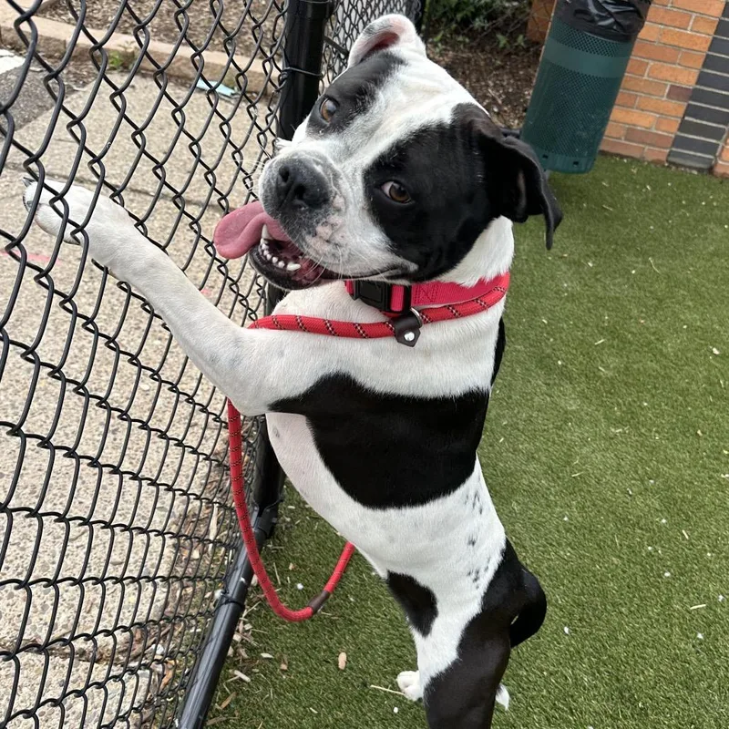 Panda Girl thumbnail 4