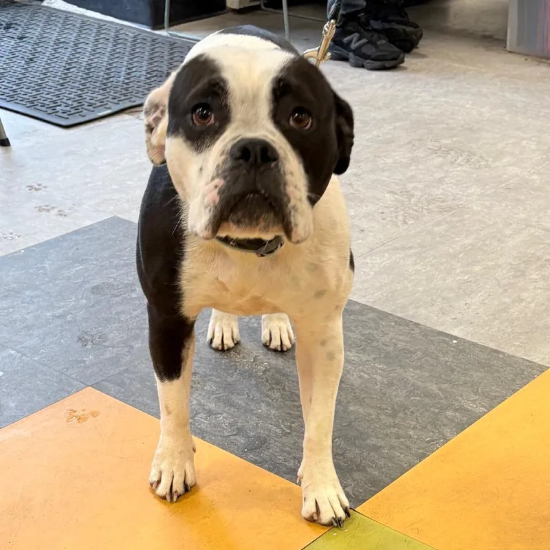 Panda Girl thumbnail 5