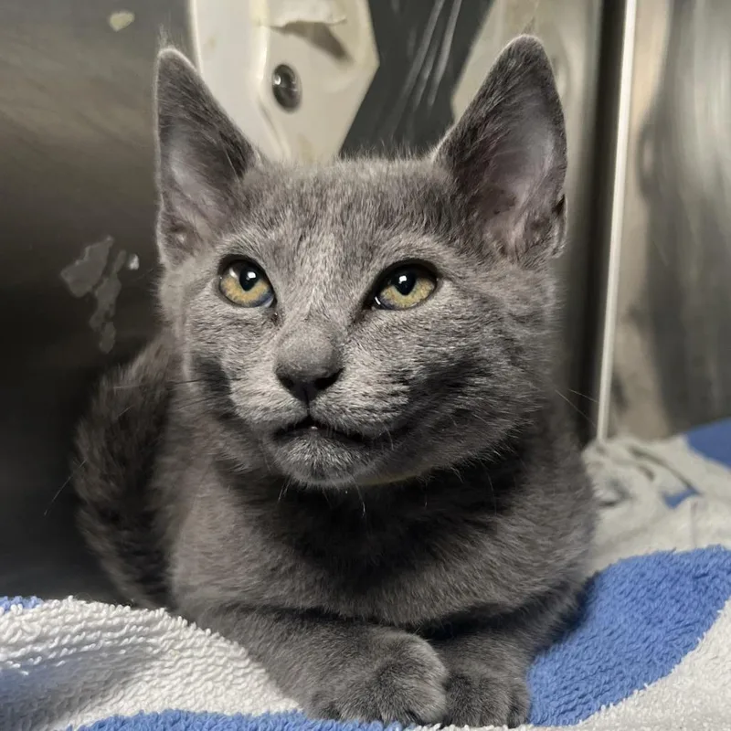 A baby small-sized male Gray / Blue / Silver Domestic Short Hair cat named Rigby for adoption in Palm Springs, CA