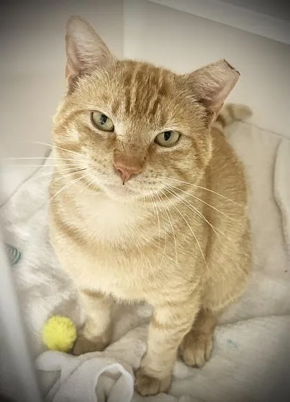 An adult large-sized male Domestic Short Hair cat named Acorn for adoption in Savannah, GA