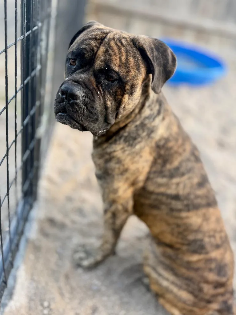 A young medium-sized male Mastiff dog named Teeter for adoption in Muskegon, MI