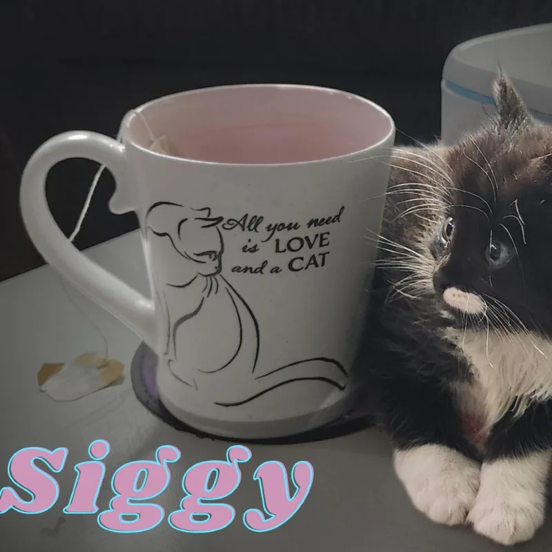 Siggy