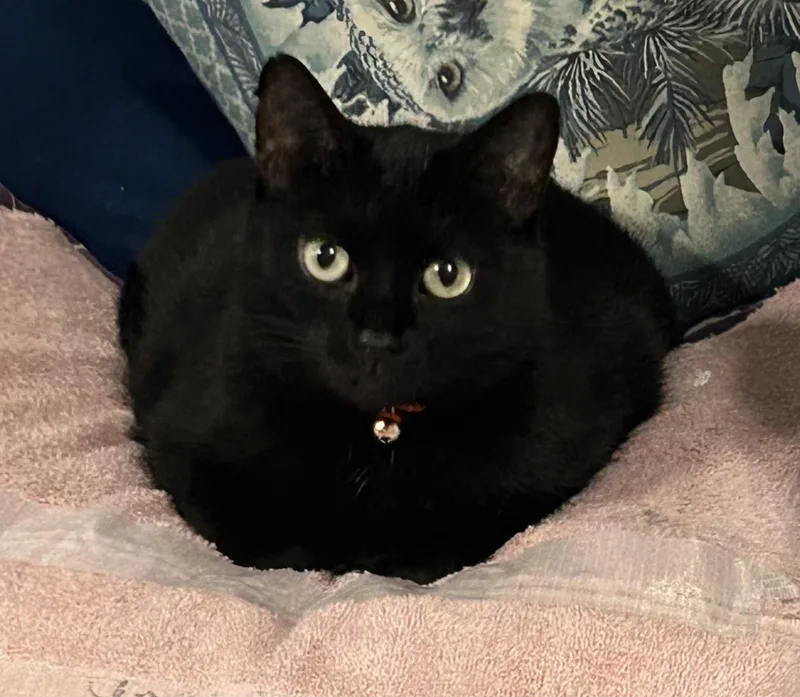 An adult medium-sized female Black Domestic Short Hair cat named Ebony for adoption in pensacola, FL