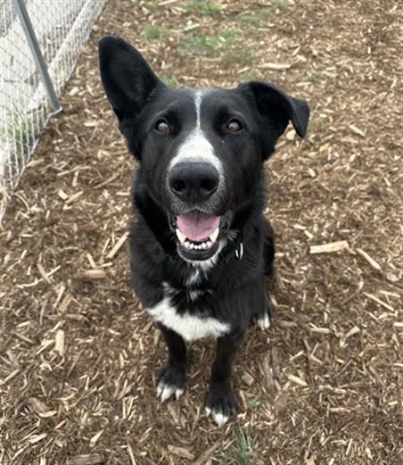 An adult large-sized male German Shepherd Dog dog named Met Life for adoption in Denver, CO