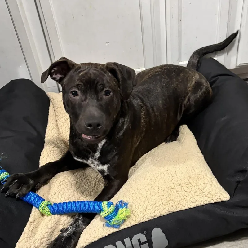 A young medium-sized male Black Mixed Breed dog named Spook for adoption in Greensboro, NC