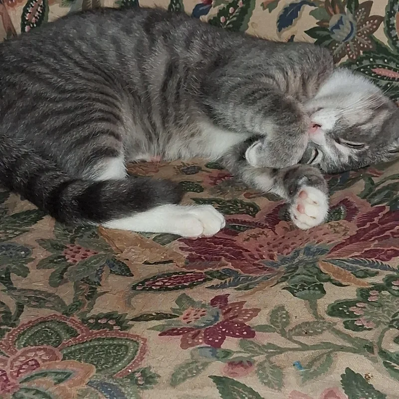 A young small-sized female Gray & White American Shorthair cat named Peaches for adoption in Sherman, TX