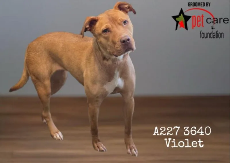 A young large-sized female American Staffordshire Terrier dog named Neytiri for adoption in Los Angeles, CA