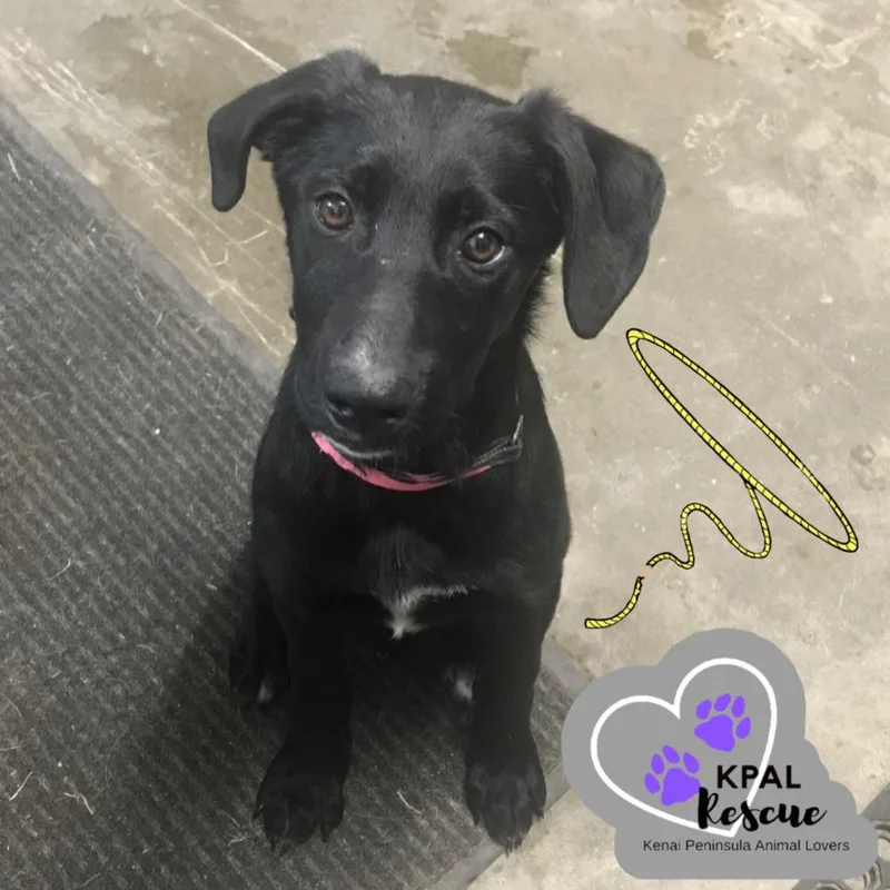 A baby large-sized female Black Mixed Breed dog named Lasso Yeehaw Litter for adoption in Kenai, AK