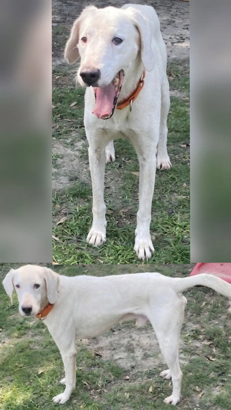 A senior medium-sized male Mixed Breed dog named Rhino for adoption in Stratham, NH