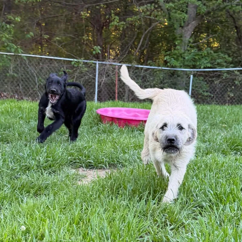 A baby large-sized female Yellow / Tan / Blond / Fawn Great Pyrenees dog named Willa for adoption in Oxford, ME