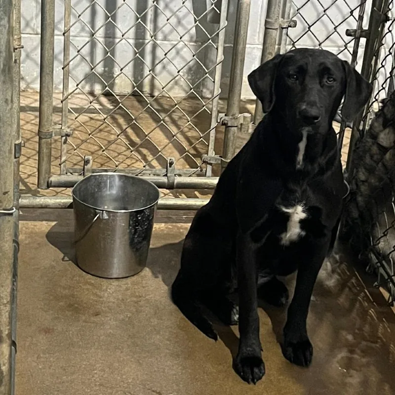 A young large-sized female Mixed Breed dog named Raven for adoption in Ocala, FL