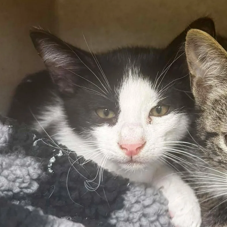 A baby small-sized male Domestic Short Hair cat named Harold for adoption in Bastrop, TX