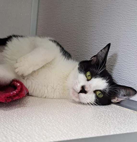 A young medium-sized female Black & White / Tuxedo Domestic Short Hair cat named Izzy for adoption in Manning, SC