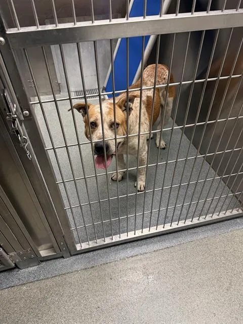 An adult large-sized male Mixed Breed dog named Peanut for adoption in Dallas, TX
