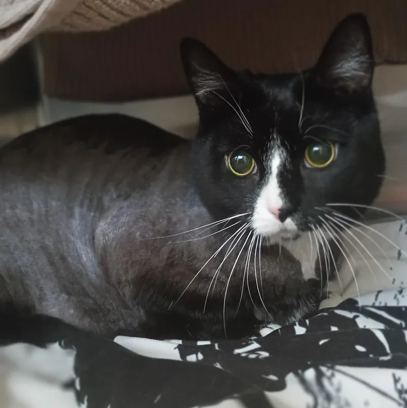 An adult medium-sized female Domestic Short Hair cat named Stella for adoption in Hyde Park, NY