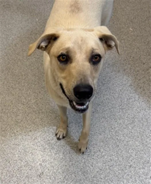 A young medium-sized male Labrador Retriever dog named Duece for adoption in San Luis Obispo, CA