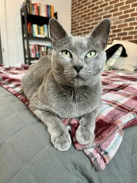 Seroquel thumbnail 2