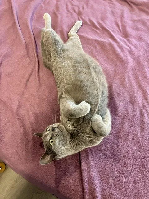 Seroquel thumbnail 3