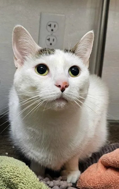 An adult small-sized female Domestic Short Hair cat named Cali for adoption in Phoenix, AZ