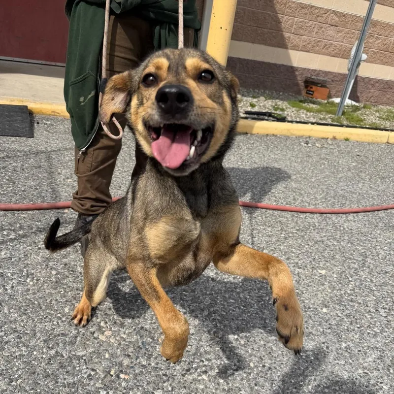 An adult medium-sized male Brown / Chocolate Mixed Breed dog named Gunther for adoption in Vineland, NJ