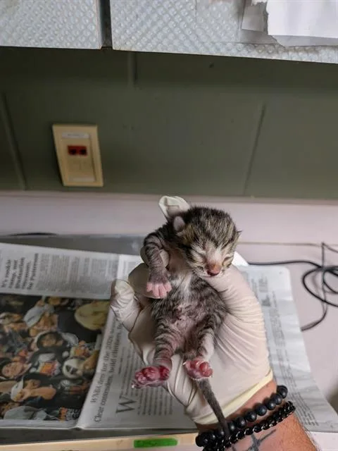A baby small-sized male Domestic Short Hair cat named Plug for adoption in Jacksonville, FL
