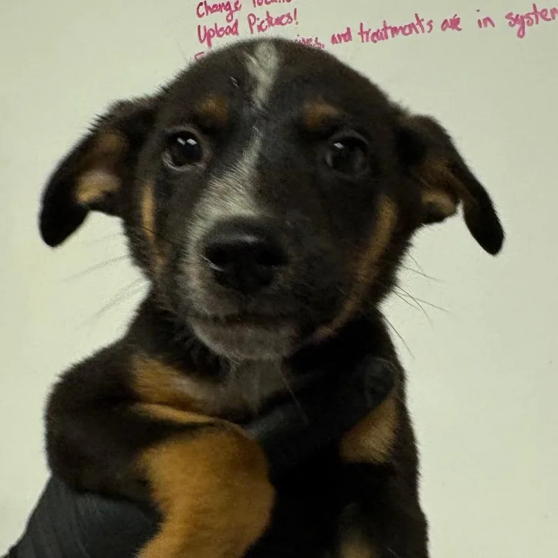 A baby small-sized male Black Shepherd dog named Sam for adoption in Yuma, AZ