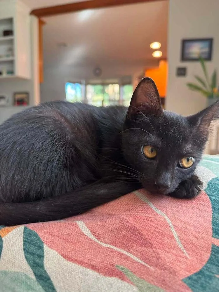 A baby small-sized male Black Domestic Short Hair cat named Binx for adoption in Scott, LA