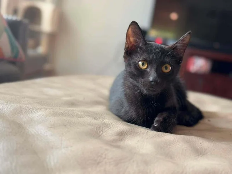Binx thumbnail 2