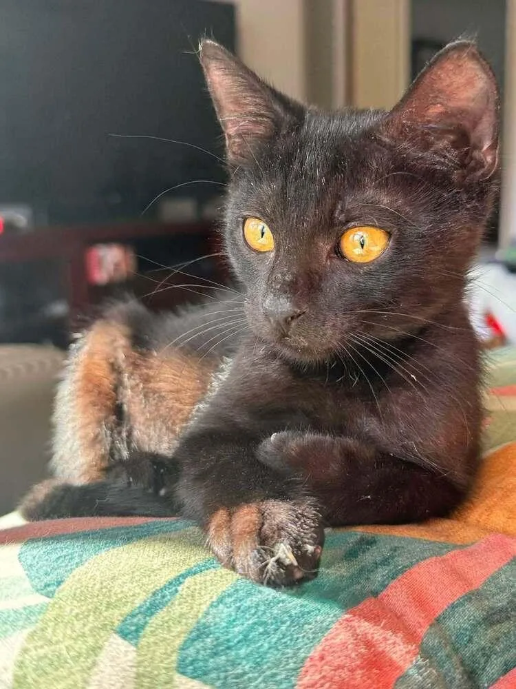 Binx thumbnail 3