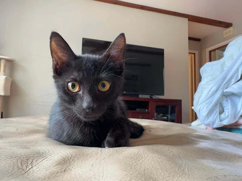 Binx thumbnail 4