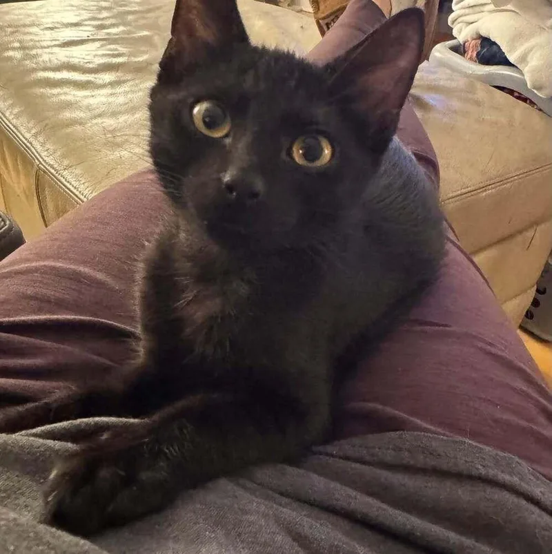 Binx thumbnail 5