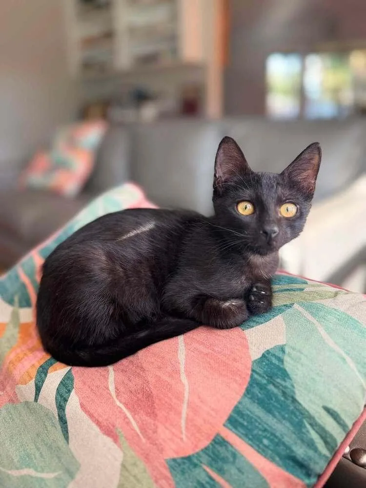 Binx thumbnail 6