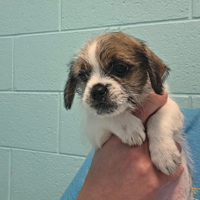 A baby small-sized female Brown / Chocolate Mixed Breed dog named Sol for adoption in Naples, FL