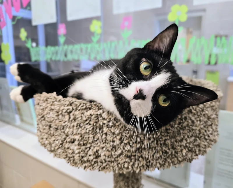 An adult medium-sized female Black Domestic Short Hair cat named Dyno for adoption in Amityville, NY