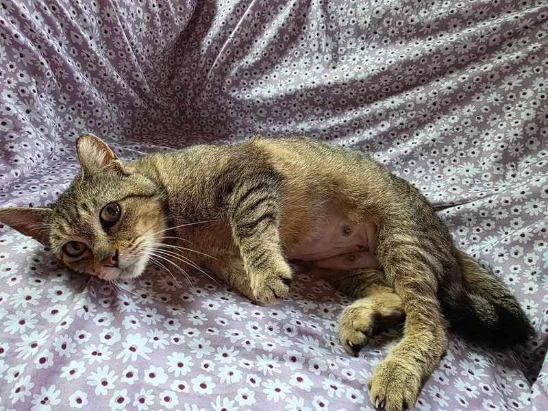 An adult medium-sized female Domestic Short Hair cat named Maple for adoption in Ferndale, MI